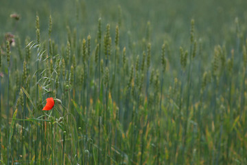 Red poppy in cereal field