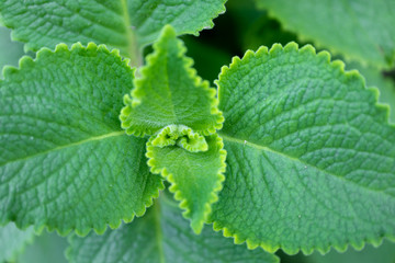 green leaf 