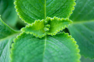 green leaf 