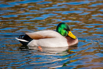 Close-up of mallard duck on the River Thames