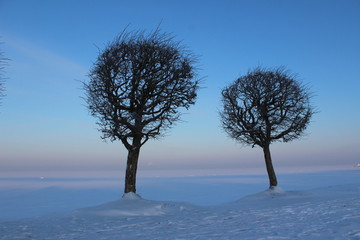 Fototapeta na wymiar Winters trees