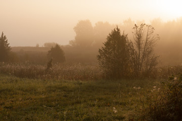 Meadow sunrise at foggy morning landscape
