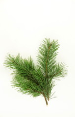 pine branch isolated on white background.Holiday Christmas fir branch