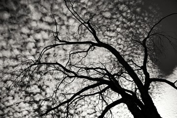 Sky with Altocumulus clouds and tree silhouette