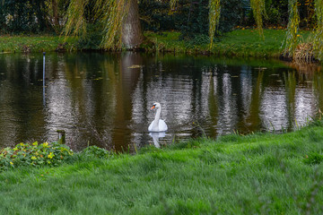 swan in the pond