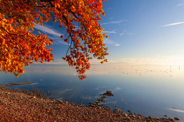warme Herbststimmung am Bodensee-Ufer