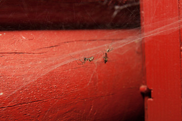 Spider in web with catch at house