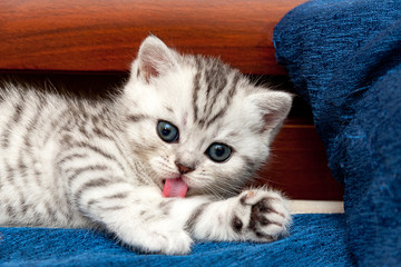 Little tabby gray-white cute kitten lying on the couch and licks his foot pink tongue looking at...