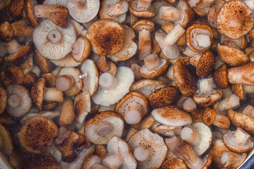 A bowl of pickled little wild mushrooms. Gourmet food