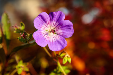 Purple flower and vibrant red bokeh background