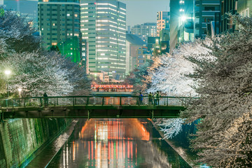 Meguro River is one of the top cherry blossom spots in Tokyo, located in Nakameguro area nearby Shibuya, central of Tokyo. The highlight of this spot is more than 800 sakura trees along river. 