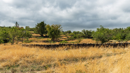 Fototapeta na wymiar savanne, mur de pierre et ciel nuageux