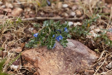 Slender dwarf morning-glory (Evolvulus alsinoides) on a stone substrate.