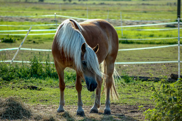 Haflinger