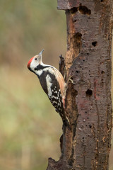middle spotted woodpecker looking for some bugs