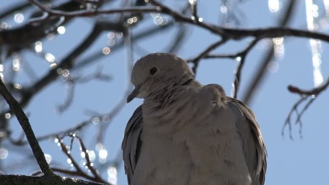 Dove bird sits on an icy tree branch in bad weather on background of trees in ice
