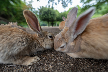 Rabbit Island in Hiroshima