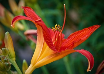 Red Hibiscus Flower 