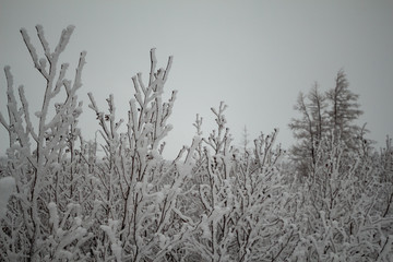 Snow-covered trees, Norilsk