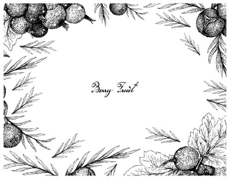 Berry Fruit, Illustration Frame of Hand Drawn Sketch of Jostaberries and Juniper Berries Isolated on White Background. 