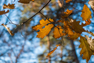 Fototapeta na wymiar Autumn leaves in autumn park . leaf maple background. Russia