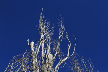 Dead tree and blue sky