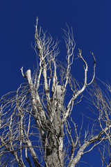 Dead tree and blue sky