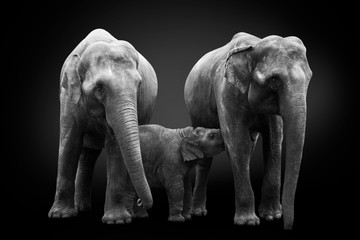 Group of African elephants - mum mother feeds baby elephant calf, and another elephant from his family protects / closes it, isolated on monochrome black background, black and white
