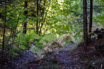 hiking trail in autumn forest