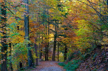 Bunter Herbstwald bei Ortenberg im Kinzigtal