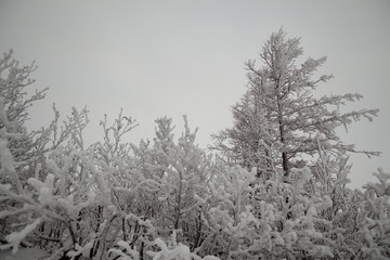 Snow-covered trees, Norilsk