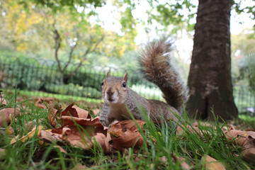Ecureuil gris - Sciurus carolinensis - Eastern Gray Squirrel
