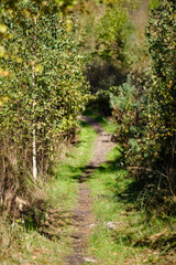 Fototapeta na wymiar hiking trail in autumn forest