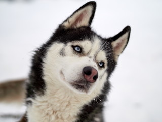 Siberian Husky dog portrait outdoor in winter