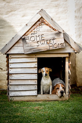 Dog home sweet home