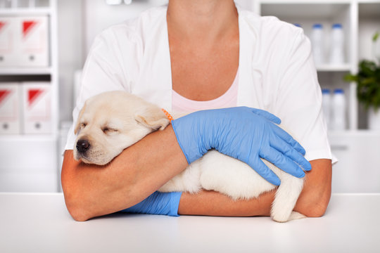 Adorable labrador puppy dog sleeping in the arms of veterinary care professional
