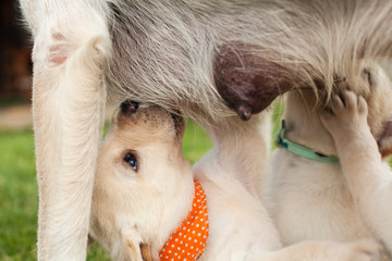 Closeup of adorable labrador puppies sucking milk