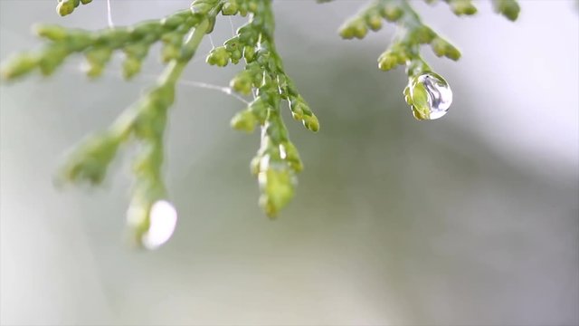 Snow melting on buds on branches of winter trees. Closeup of water drops from melting snow over blurred trees background. Nature winter or spring background. Real time 4k video footage.