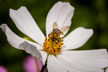 Bee on a flower