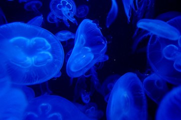 jelly fish