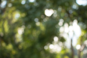 Natural green blurred abstract for background