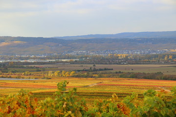 Herbst im Weinberg