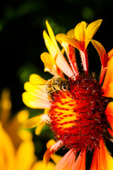 Bee on a flower