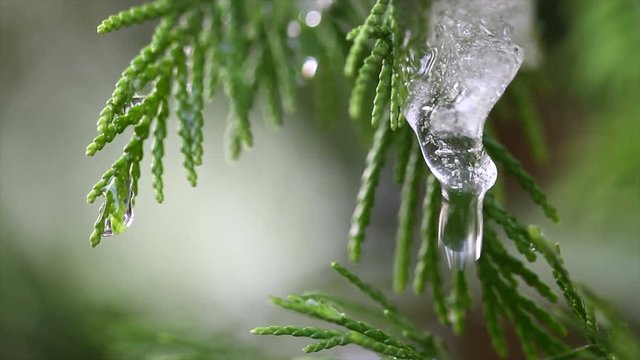 Snow melting on buds on branches of winter trees. Closeup of water drops from melting snow over blurred trees background. Nature winter or spring background. Real time 4k video footage.