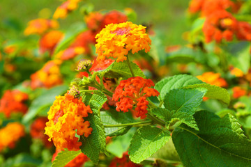 Lantana flowers in the garden