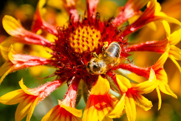 Bee on a flower