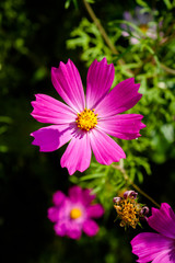 Cosmos flower