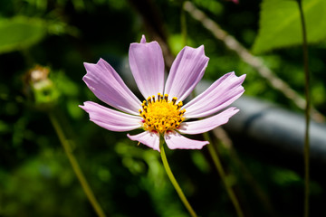 Cosmos flower