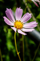 Cosmos flower