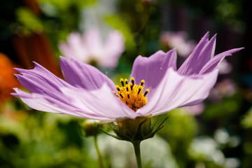 Cosmos flower